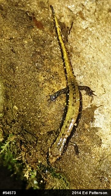 Allegheny Mountain Dusky Salamander