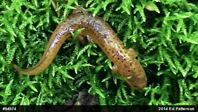 Northern Red Salamander