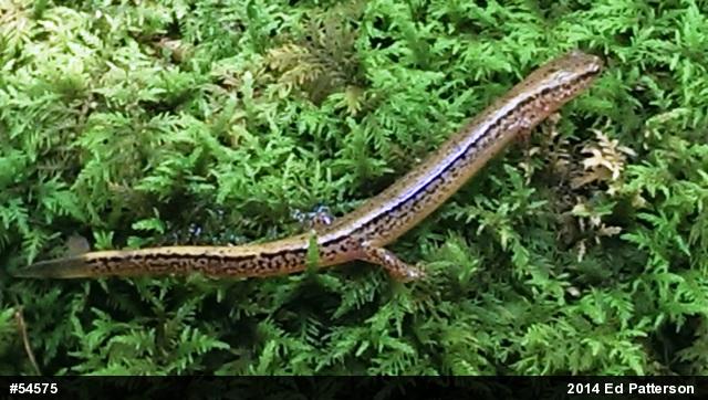Northern Two-lined Salamander