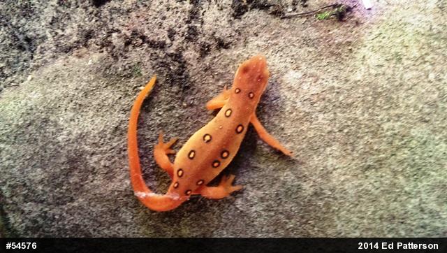 Red-spotted Newt