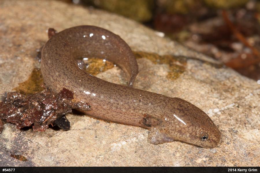 Northern Red Salamander