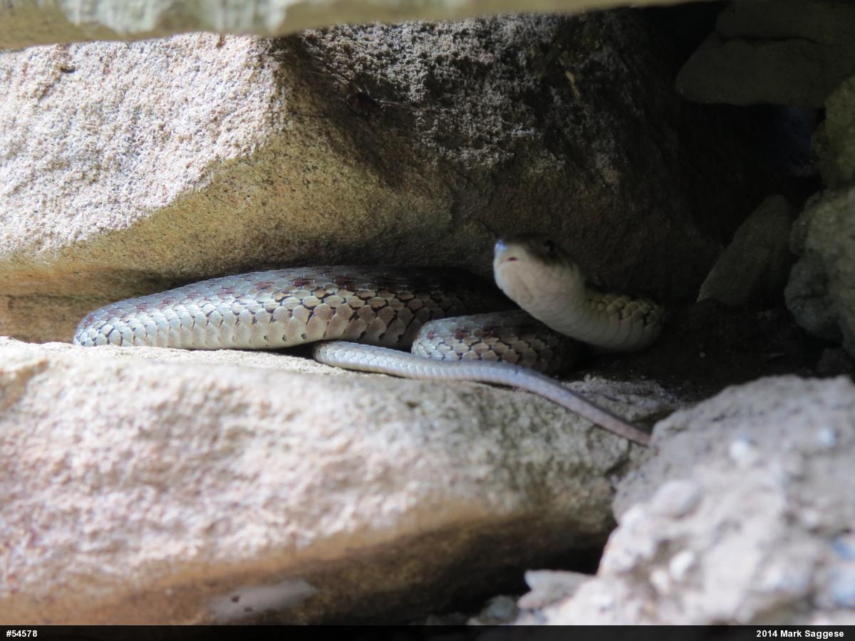 Eastern Gartersnake