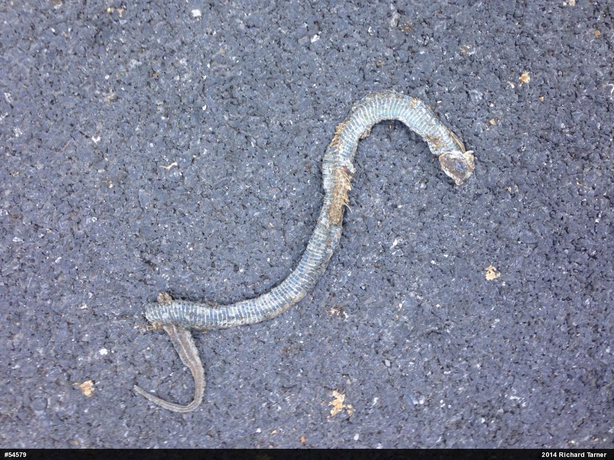 Eastern Gartersnake