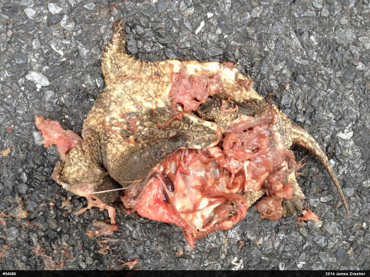 Snapping Turtle