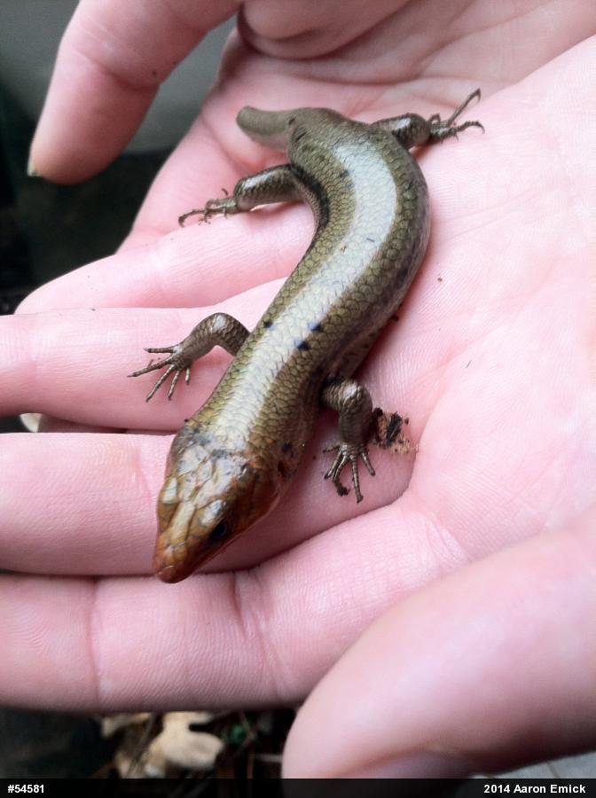 Common Five-lined Skink