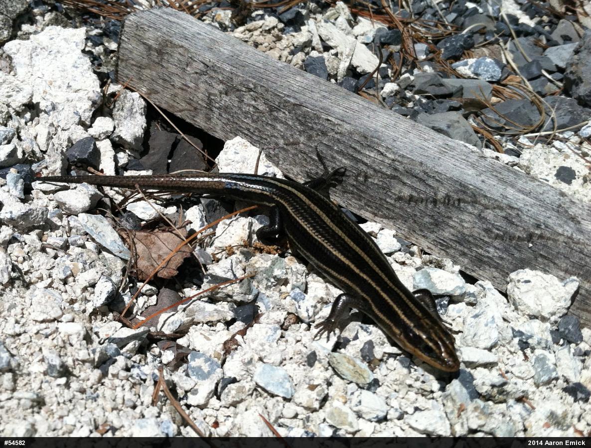 Common Five-lined Skink