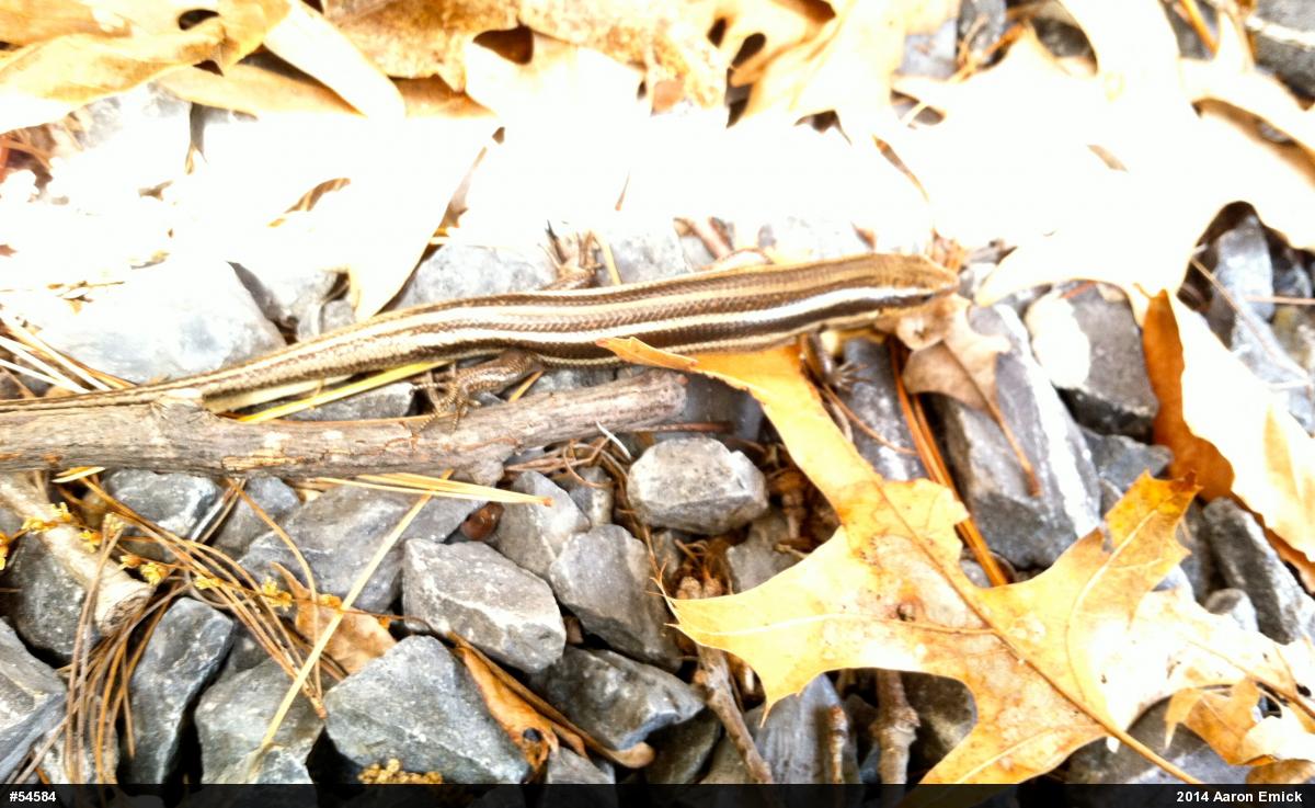 Common Five-lined Skink