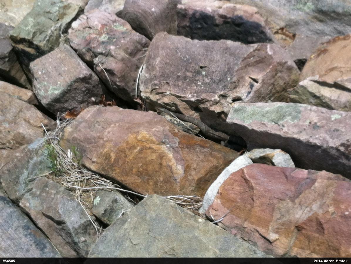 Northern Watersnake