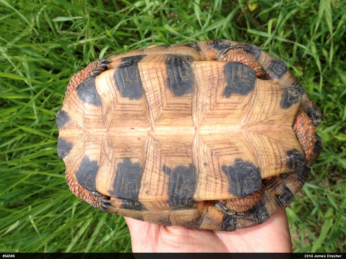 Wood Turtle