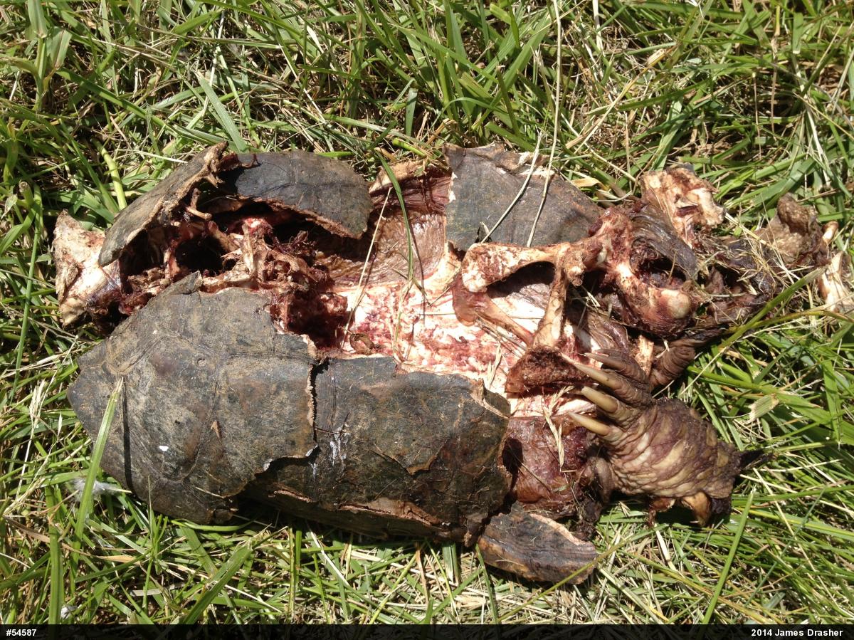 Snapping Turtle