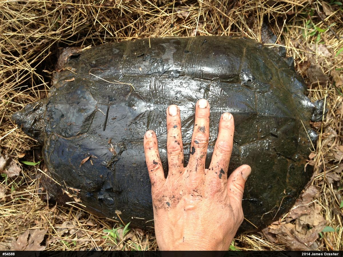 Snapping Turtle
