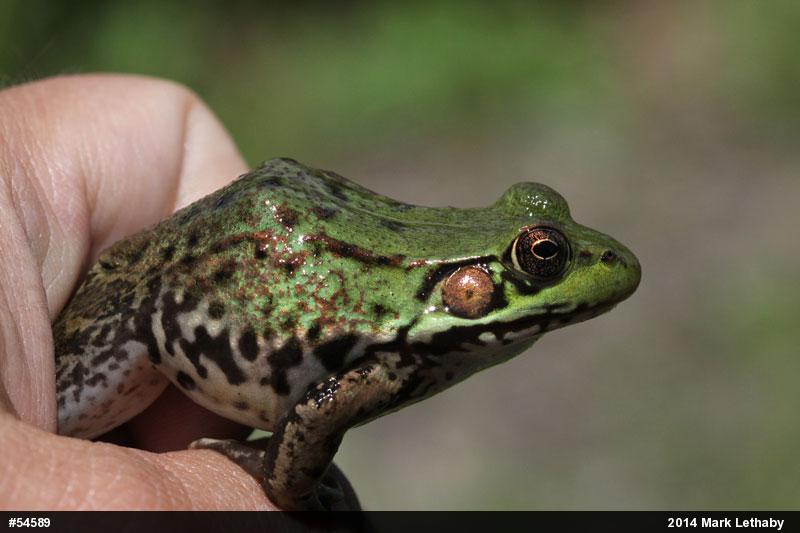Green Frog