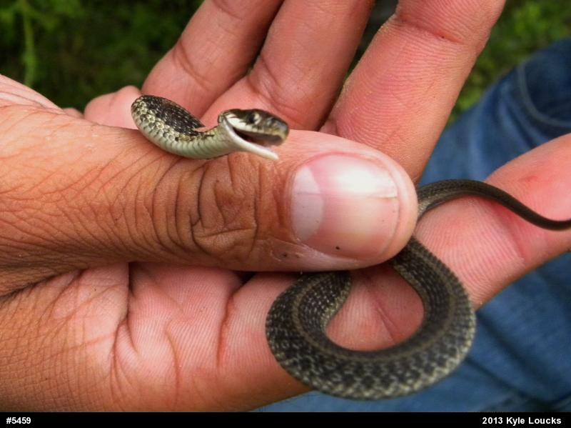 Eastern Gartersnake