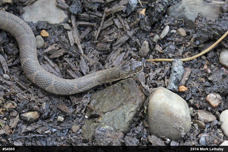 Northern Watersnake