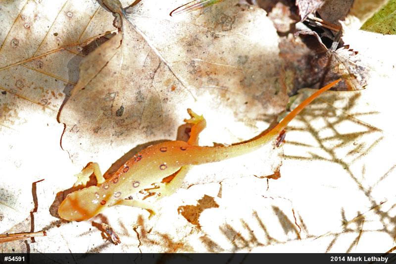 Red-spotted Newt
