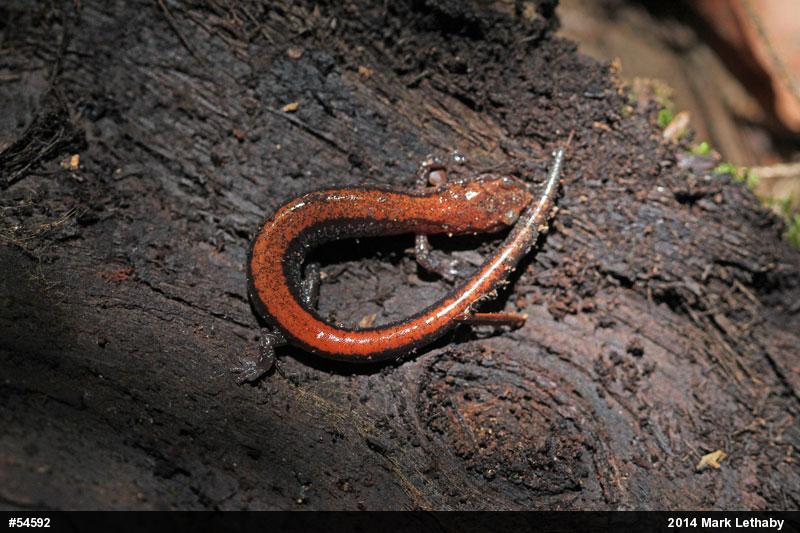 Eastern Red-backed  Salamander