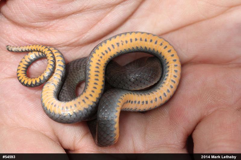 Northern Ring-necked Snake