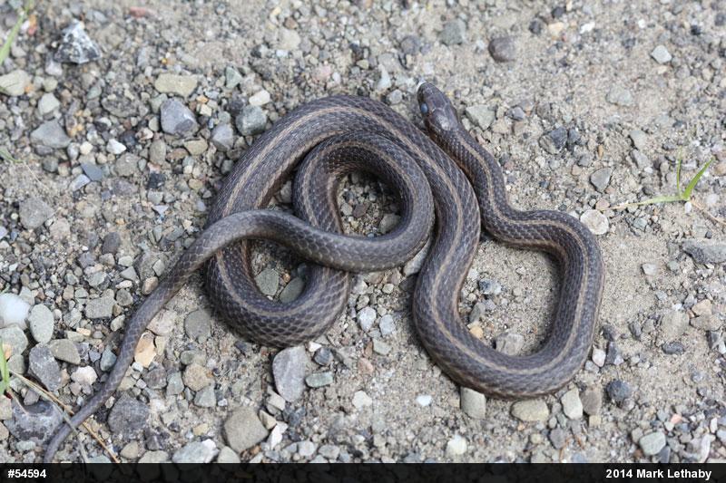 Shorthead Gartersnake