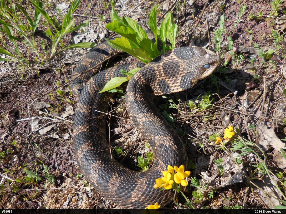 Eastern Hog-nosed Snake
