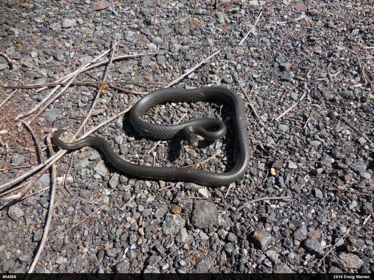 Northern Black Racer