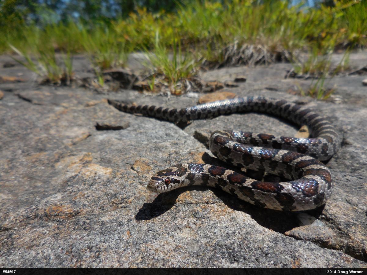 Eastern Milksnake