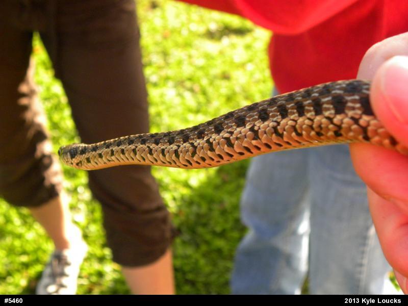 Eastern Gartersnake