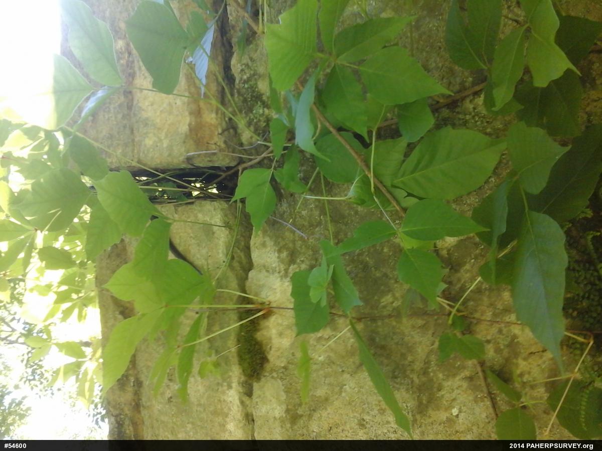 Eastern Ratsnake