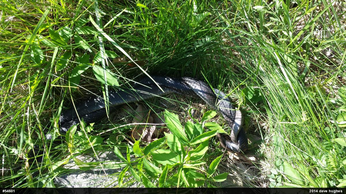 Eastern Ratsnake