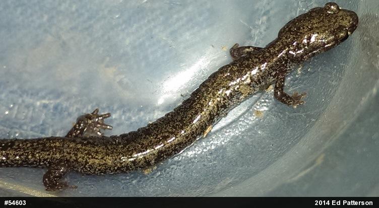 Valley And Ridge Salamander