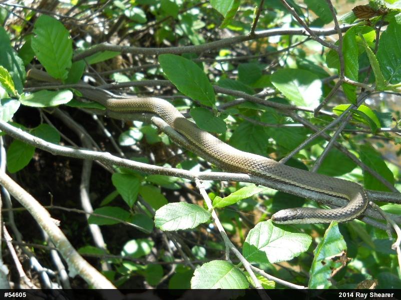 Queensnake