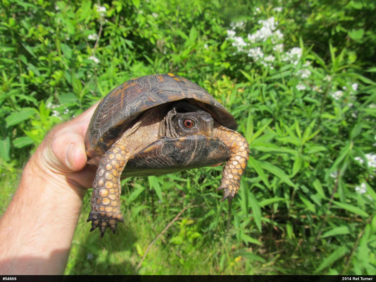 Eastern Box Turtle