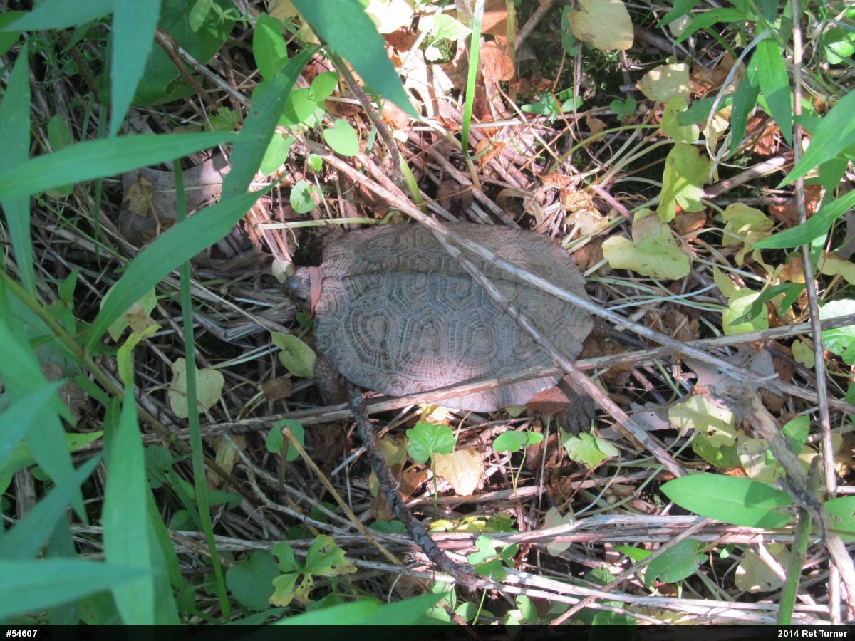 Wood Turtle
