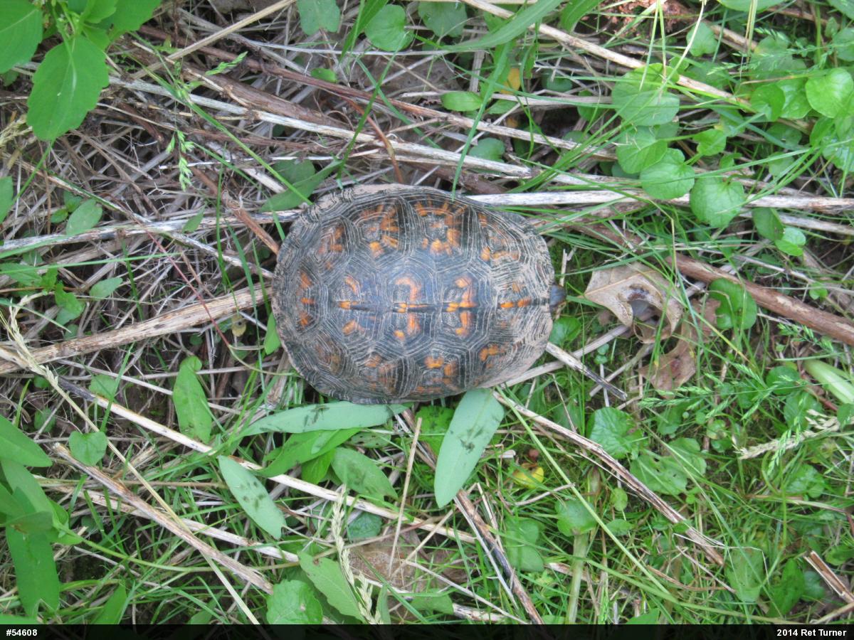 Eastern Box Turtle