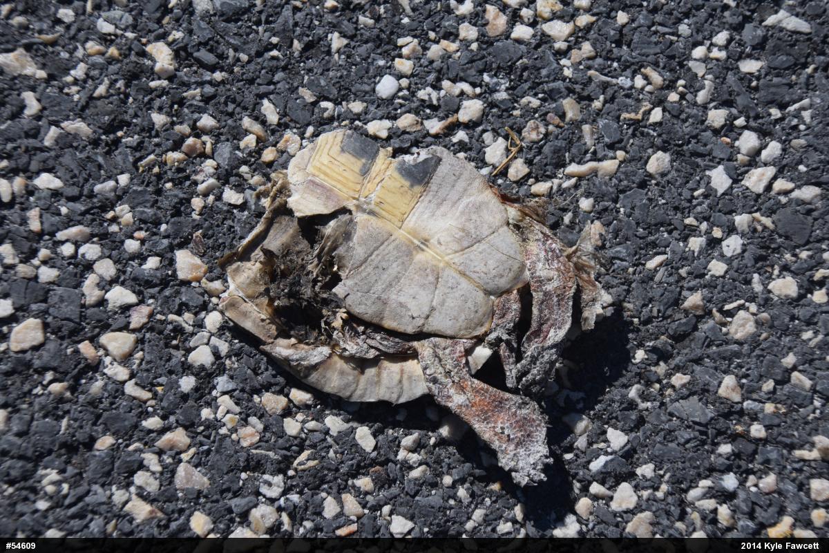 Wood Turtle