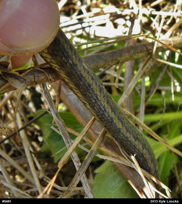 Eastern Gartersnake