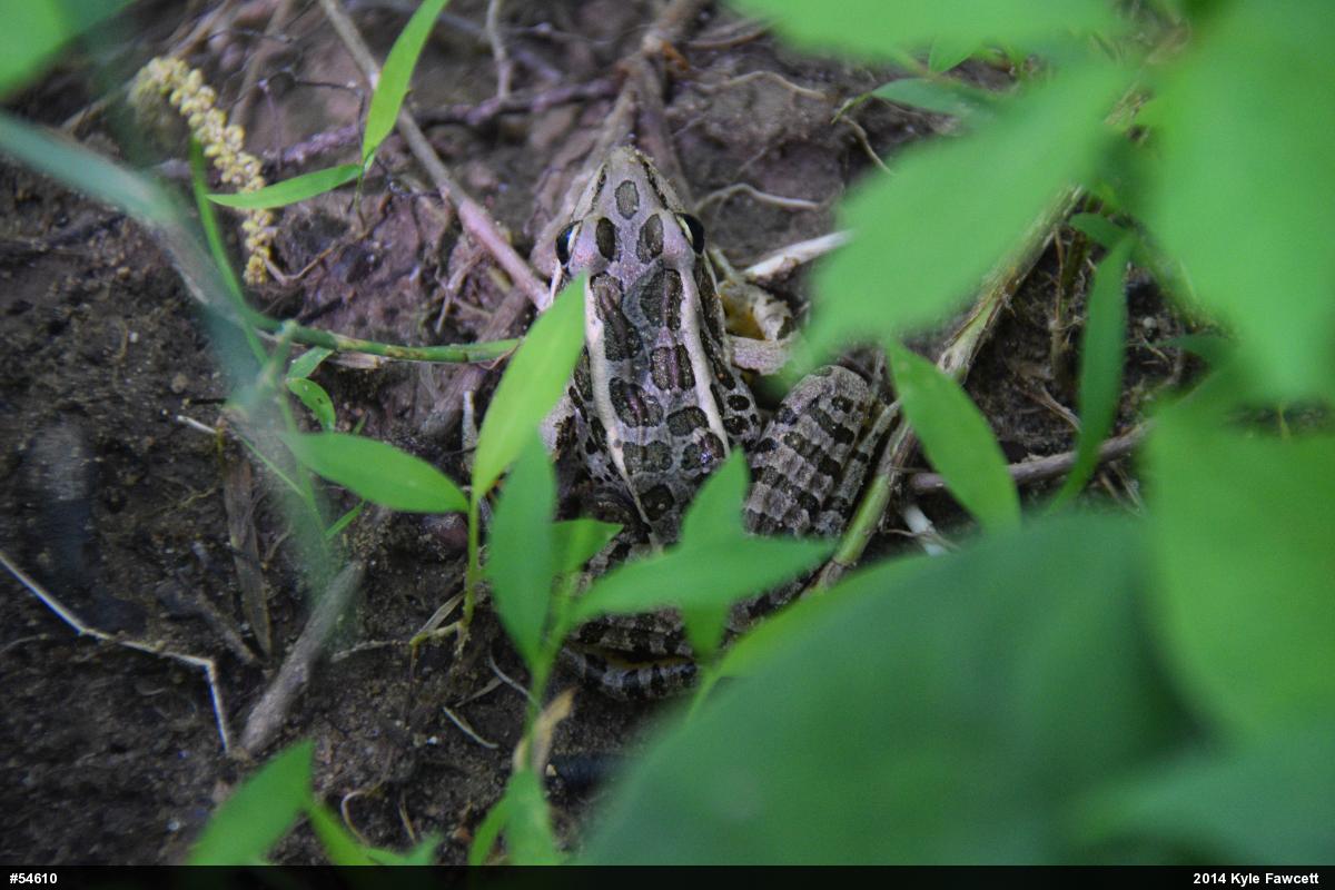 Pickerel Frog