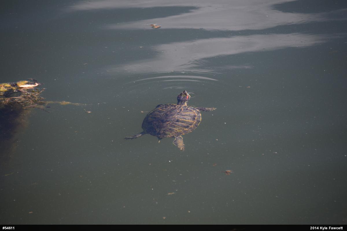 Red-eared Slider