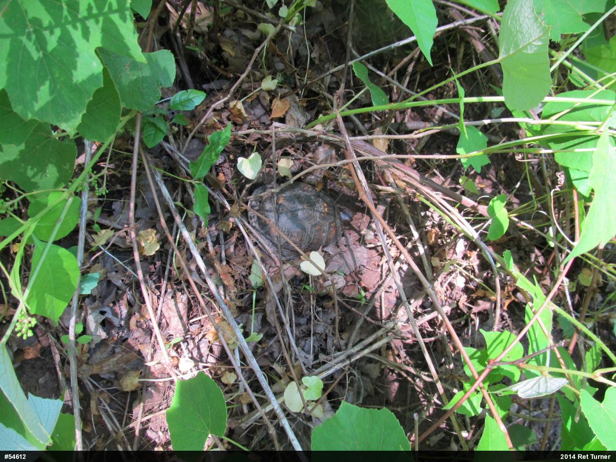 Eastern Box Turtle