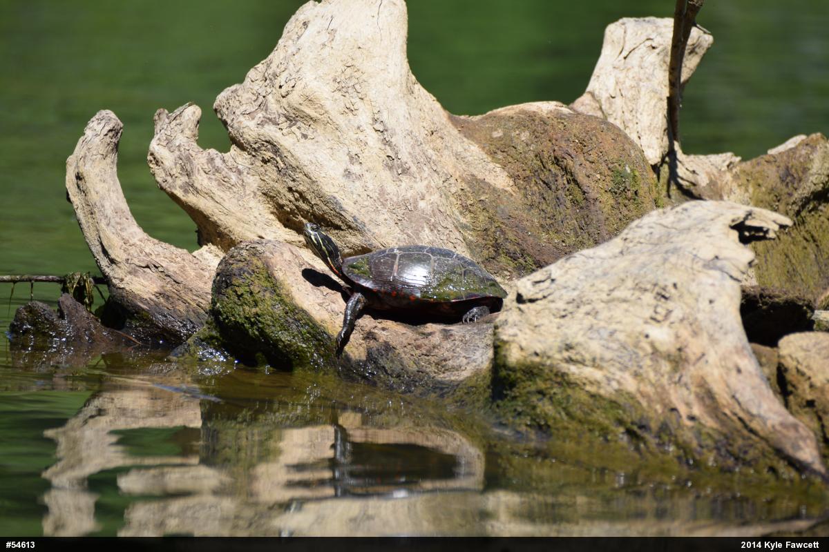 Eastern Painted Turtle