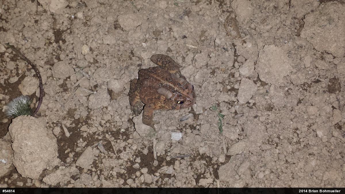 Eastern American Toad