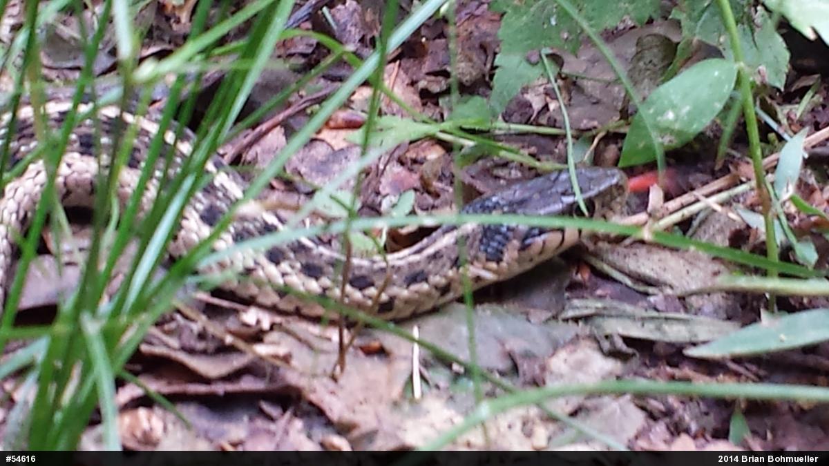 Eastern Gartersnake