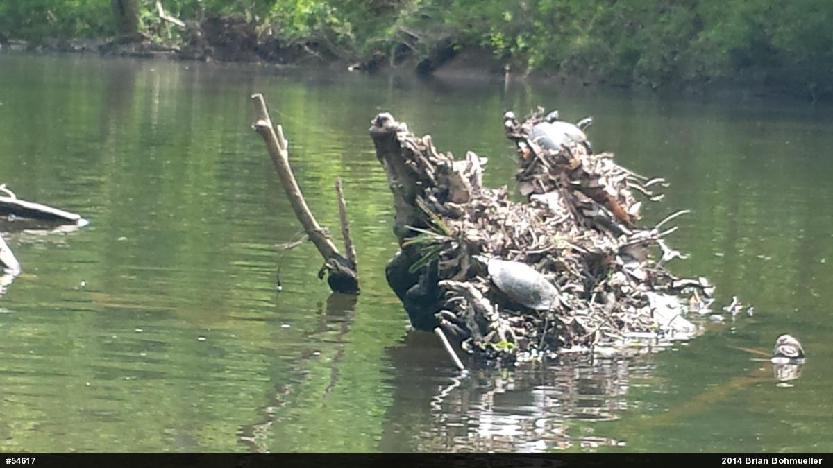Eastern Painted Turtle