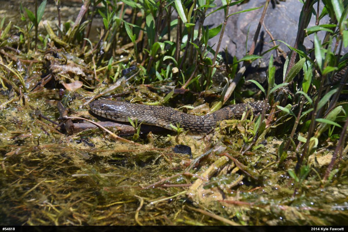 Northern Watersnake