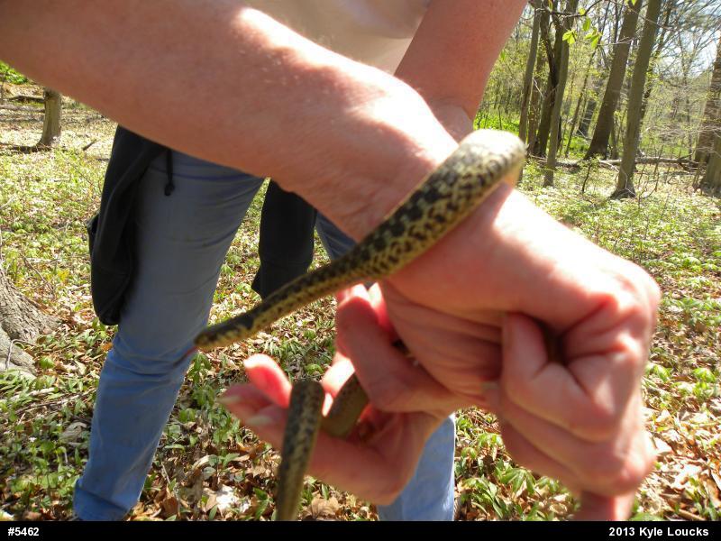 Eastern Gartersnake