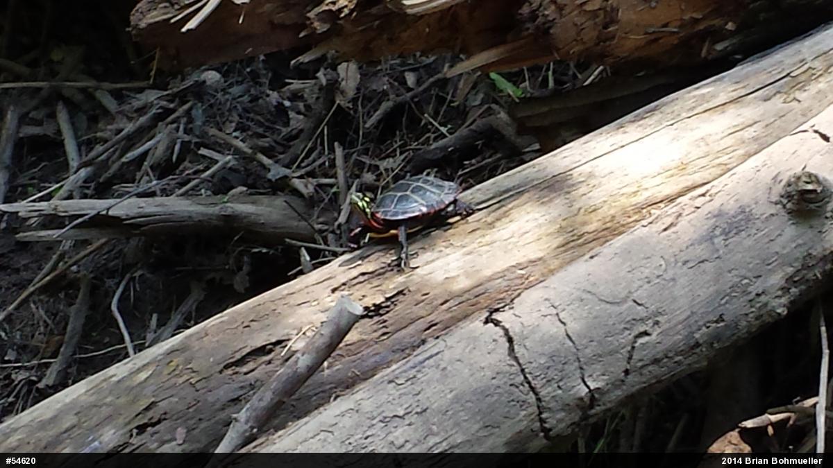 Eastern Painted Turtle
