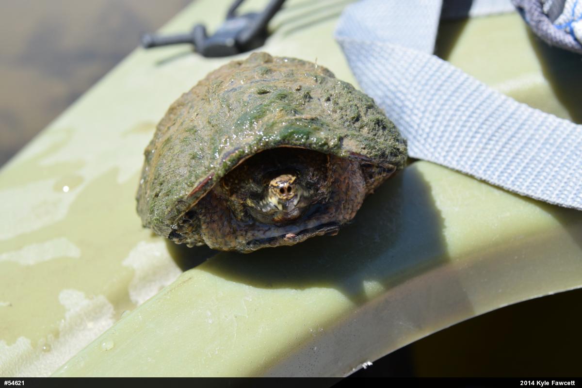 Eastern Musk Turtle
