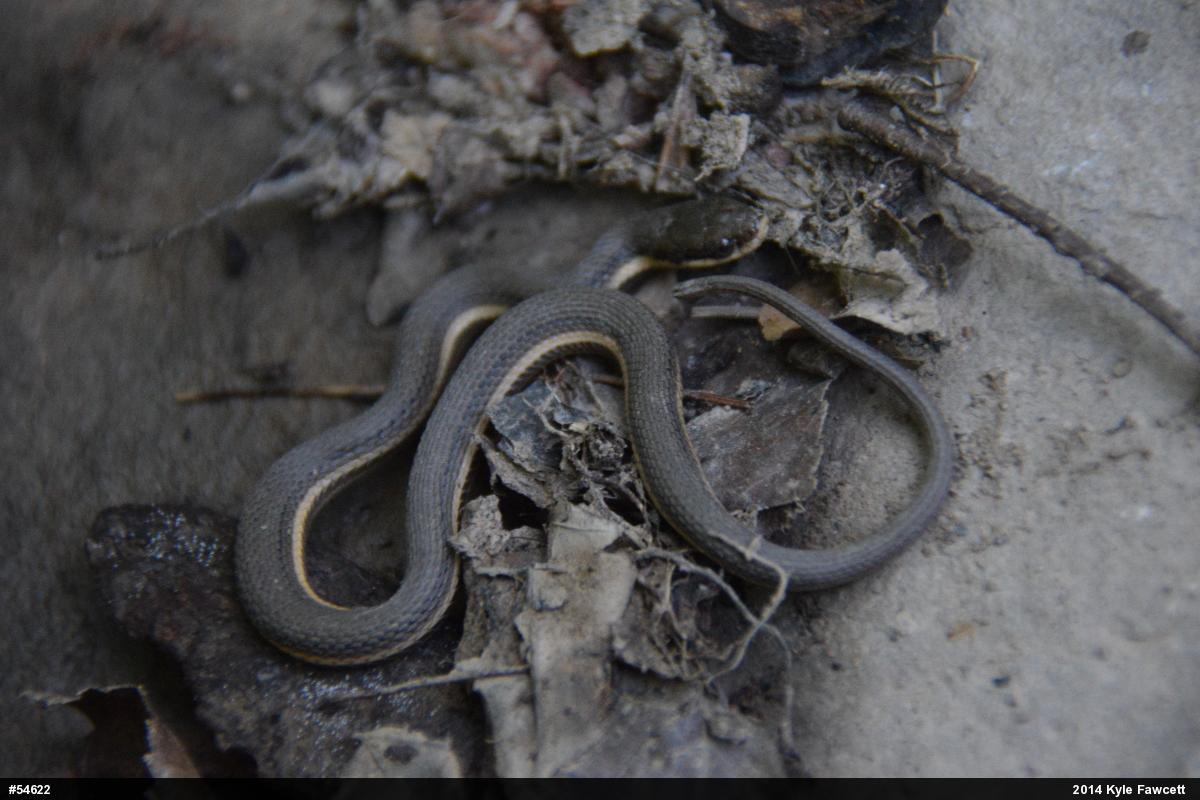 Queensnake