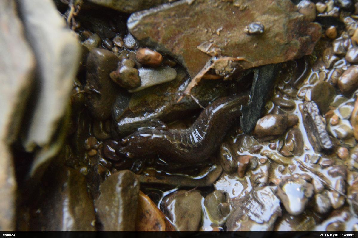 Northern Dusky Salamander