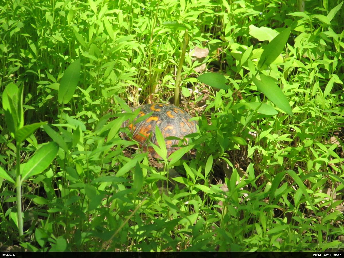 Eastern Box Turtle