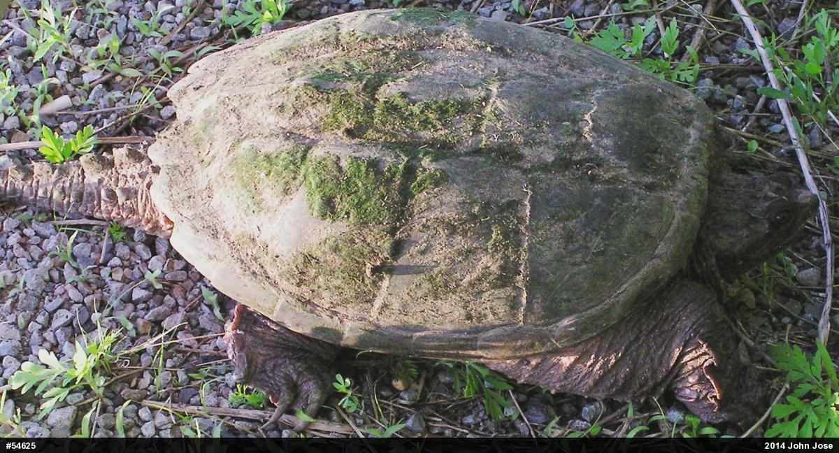 Snapping Turtle